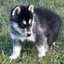 Rock - Black and white male Siberian Husky puppy in Summerville, South Carolina from Carolina Husky Lodge