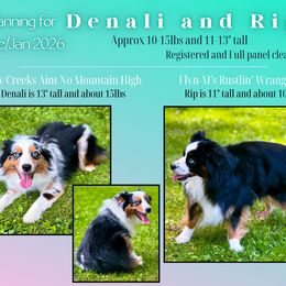 Miniature Australian Shepherd puppies from Dusty Spring Australian Shepherds, LLC