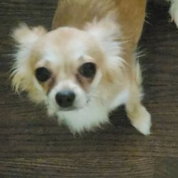 Brooklyn - Chihuahua