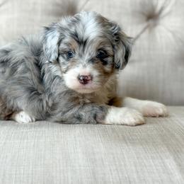 Monday - Blue merle female Aussiedoodle puppy in Granbury, Texas from Triple Cross Doodles