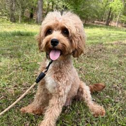 Celine - Cavapoo