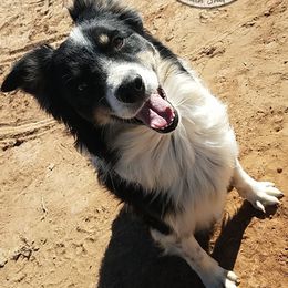 TITAN - Australian Shepherd