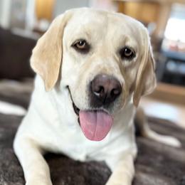 Violet - Labrador Retriever