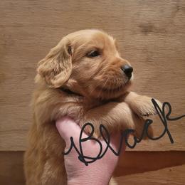 Black collar - Golden male Golden Retriever puppy in Brush Prairie, Washington from Paradise Peaks