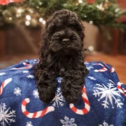 Maverick - Cockapoo puppy from Ouachita River Cockapoos