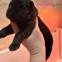 Pink Female - Black female German Shepherd puppy in Puyallup, Washington from Majestic Royal German Shepherd’s