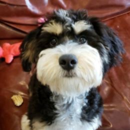 Minka - Bernedoodle