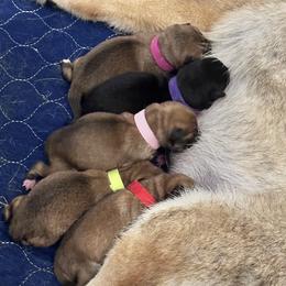 Annaly - light pink collar - Red female Shiba Inu puppy in Inverness, Florida from Shore Thing Shiba’s