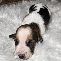 Boy 2 - male Basset Hound puppy in Richland Hills, Texas from The Basset Family