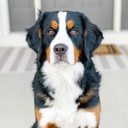 Ivy - Bernedoodle