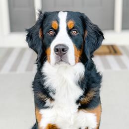 Ivy - Bernedoodle