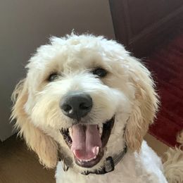 Prince Buddy - Goldendoodle