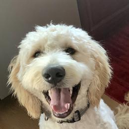 Prince Buddy - Goldendoodle