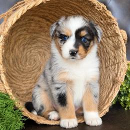 Harper- Has Tail and Videos - Blue merle female Australian Shepherd puppy in Troy, South Carolina from Lana Corley- Australian Shepherds of 3/W Farms