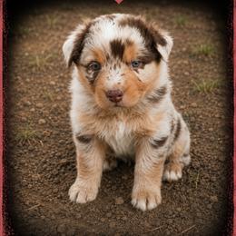 Shania - Red Merle - Red merle female Australian Shepherd puppy in Hugo, Colorado from Frying Pan Ranch Australian Shepherds