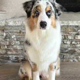 Stormie - Australian Shepherd