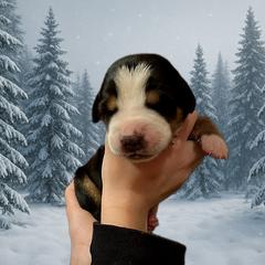 Black - TBD - Black, white and red female Greater Swiss Mountain Dog puppy in Everett, Pennsylvania from Sweet Stream Swissies