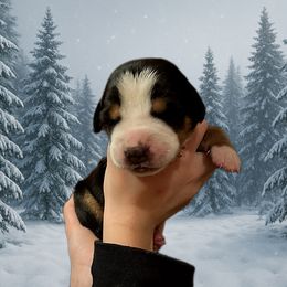 Black - TBD - Black, white and red female Greater Swiss Mountain Dog puppy in Everett, Pennsylvania from Sweet Stream Swissies