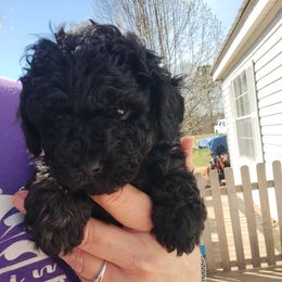 Poodles from K & K's Kennels