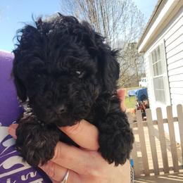 Poodles from K & K's Kennels