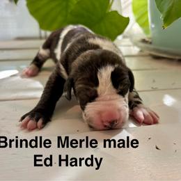 Ed Hardy - Merle male Great Dane puppy in Aldie, Virginia from High Point Mountain Danes