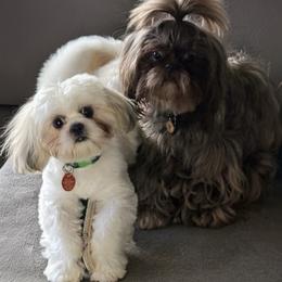 Shih Tzu puppies from Shihtzu Happen