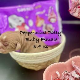 Peppermint Patty - Ruby female Cavalier King Charles Spaniel puppy in Bainbridge, New York from M & M Cavaliers