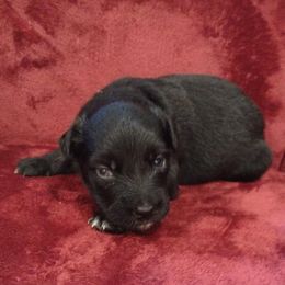 German Shepherd and Miniature Australian Shepherd Puppies from Central Florida Shepherds