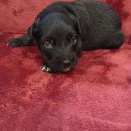 German Shepherd and Miniature Australian Shepherd Puppies from Central Florida Shepherds