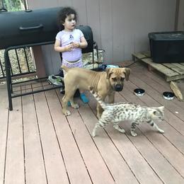 Boerboel Puppies from Divine Heir Boerboel