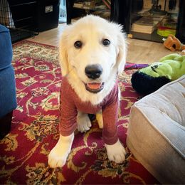 Golden Retriever Puppies from Golden Retriever Companions