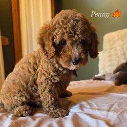 Bernedoodle and Goldendoodle Puppies from 4goldendoodles