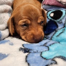 Cashew - Red female Dachshund puppy in Penrose, Colorado from Double Trouble Dachshunds
