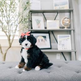 Flo - Tri-color female Bernedoodle puppy in Murray, Utah from Sun Valley Doodles