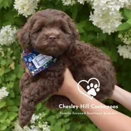Cockapoo Puppies from Chesley Hill Cockapoos