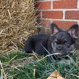 Rip - French Bulldog puppy in Dallas, Texas from Stidham Family Kennels