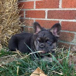 Rip - French Bulldog puppy in Dallas, Texas from Stidham Family Kennels