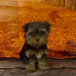 Girl 1 - Blue and gold female Yorkshire Terrier puppy in New Hampton, Iowa from JMAK Dreams