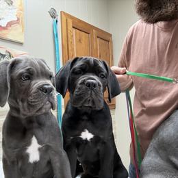 Cane Corso Puppies from Classic Jayx