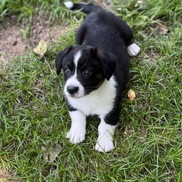 Knox - Black and white male Cardigan Welsh Corgi puppy in Hope, Arkansas from Foxy Knoll Farm