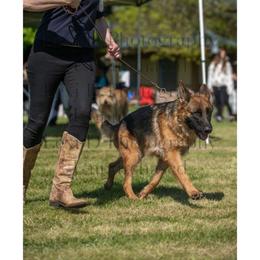 Alaska von arlett - Black and red female German Shepherd puppy in Woodland, Washington from Vom Eisenwald GSD