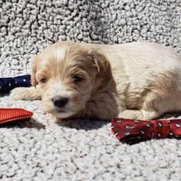 Valentino - Apricot Aussiedoodle puppy in Stockton, California from Family Doodles