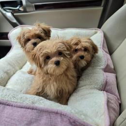 Rocky - Apricot male Maltipoo puppy in Washington from Mt.BakerPoodles&Doodles