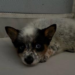 Hawthorn - Blue speckled male Australian Cattle Dog puppy in Seneca, Missouri from MO Morningstar Heelers