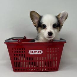 Skye - Black and tan female Pembroke Welsh Corgi puppy in Waco, Texas from The Comma Corgis