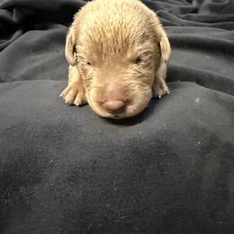 Purple collar - Silver female Dilute Retriever puppy in Valley Center, California from Stunning Silver Bullets Labradors