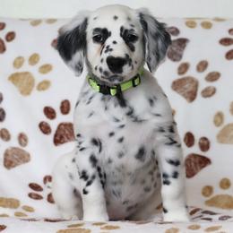 Yellow - White and black female Dalmatian puppy in Cottage Grove, Oregon from Hidden Hills Dalmatians