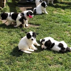 Landseer (European Continental Type) Puppies from Pacific Seaport Landseers