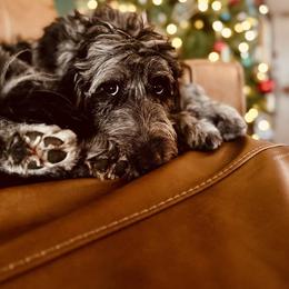 Aussiedoodle All Grown Up from Pawsitively Doodles