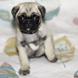 Nate (black) - Fawn male Pug puppy in Hereford, Arizona from Broken Road Ranch Pugs